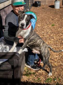 Mixed Breed Dogs Available for Adoption - Reamer - IN FOSTER | PetCurious