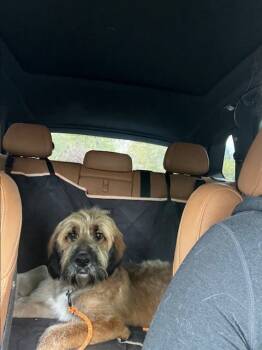 Rescue Saint Bernard and Poodle Dogs for Adoption in Millcreek, Utah - Arlo | PetCurious