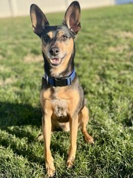 Rescue Miniature Pinscher Dogs for Adoption in Milton, Delaware - Alfie Pennyworth | PetCurious