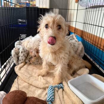 Maltese and Mixed Breed Dogs Available for Adoption in Chino Hills, California - Chanel (C000-165) - Costa Mesa Location | PetCurious