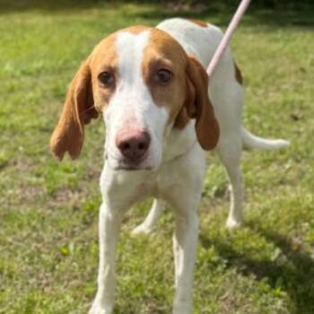 Lilly -  American Foxhound Dog for Adoption in Chesapeake, Virginia - Lilly | PetCurious