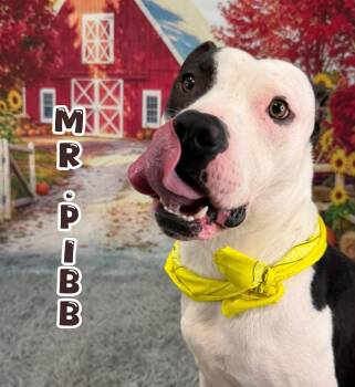 Mr. Pibb -  Mixed Breed Dog for Adoption in Flint, Michigan - Mr. Pibb | PetCurious