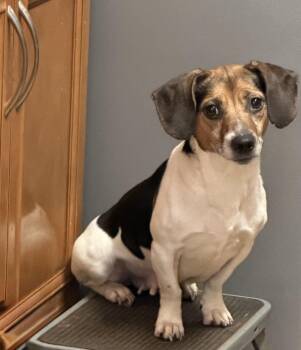 Jack Russell Terrier and Beagle Dogs Available for Adoption in Monroe, Georgia - Callie | PetCurious