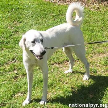 Great Pyrenees Dogs Available for Adoption - Lady In LA - Sweet, Sassy & Playful! | PetCurious
