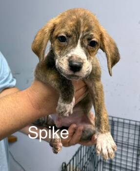 Spike -  Hound Dog for Adoption in Gilberts, Illinois - Spike | PetCurious