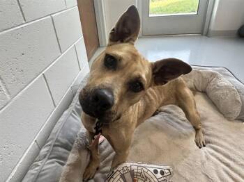 KANGA -  Pit Bull Terrier Dog for Adoption in Ocala, Florida - KANGA | PetCurious