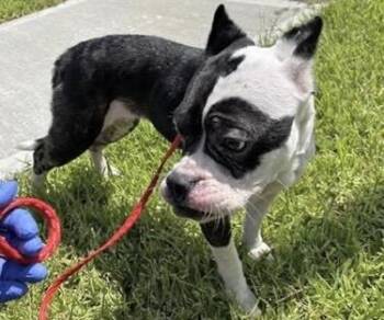 A658786 -  Boston Terrier Dog for Adoption in Houston, Texas - A658786 | PetCurious