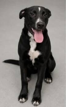 Baller -  Black Labrador Retriever Dog for Adoption in Wando, South Carolina - Baller | PetCurious