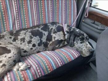 Rescue Great Dane Dogs for Adoption in Los Angeles, California - Desi | PetCurious