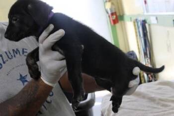Barbara -  German Shepherd Dog and Mixed Breed Dog for Adoption in Picayune, Mississippi - Barbara | PetCurious
