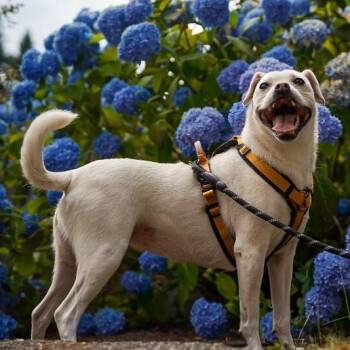 Jojo Jellybean the Sweetest Girl with the Best Smile -  Staffordshire Bull Terrier and Pug Dog for Adoption in Friendswood, Texas - Jojo Jellybean The Sweetest Girl With The Best Smile | PetCurious
