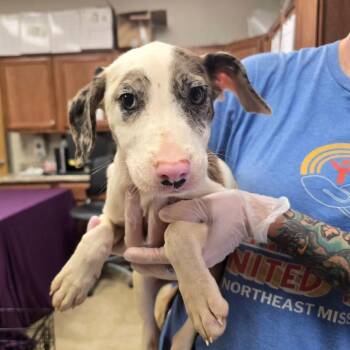 Katie Lynn - 082814U -  Australian Shepherd and Mixed Breed Dog for Adoption in Tupelo, Mississippi - Katie Lynn - 082814U | PetCurious