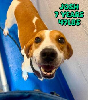 JOSH -  Hound Dog for Adoption in Holbrook, New York - JOSH | PetCurious