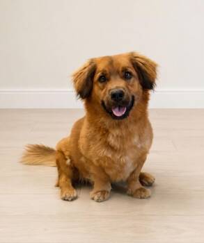 Gunner -  Hound and Mixed Breed Dog for Adoption in Georgetown, Ohio - Gunner | PetCurious
