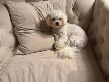 Bichon Frise and Poodle Dogs Available for Adoption - Finn | PetCurious