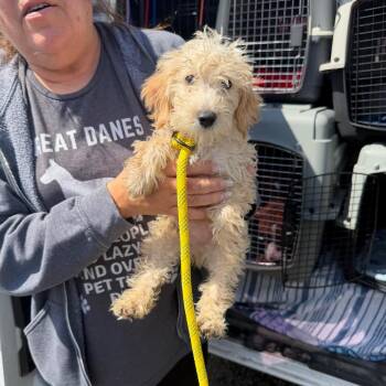 Poodle Dogs Available for Adoption in Northbrook, Illinois - Toto | PetCurious