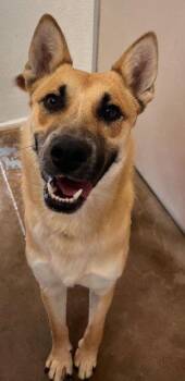 Shepherd Dogs Available for Adoption in St. George, Utah - Dash | PetCurious