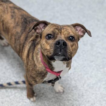American Staffordshire Terrier Dogs Available for Adoption - Luna | PetCurious