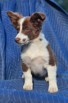 Ferrari Testarossa Cars -  Australian Shepherd and Chihuahua Dog for Adoption in South Kingstown, Rhode Island - Ferrari Testarossa Cars | PetCurious