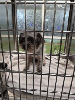 Pen 228 Lassie -  Poodle Dog for Adoption in Lawrenceville, Georgia - Pen 228 Lassie | PetCurious