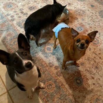 Chocolate Chip -  Chihuahua and Pomeranian Dog for Adoption in Edmond, Oklahoma - Chocolate Chip | PetCurious