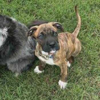 Tate -  Boxer Dog for Adoption in Beulaville, North Carolina - Tate | PetCurious
