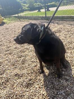 Quilliam -  Black Labrador Retriever and Mixed Breed Dog for Adoption in Warren, Pennsylvania - Quilliam | PetCurious