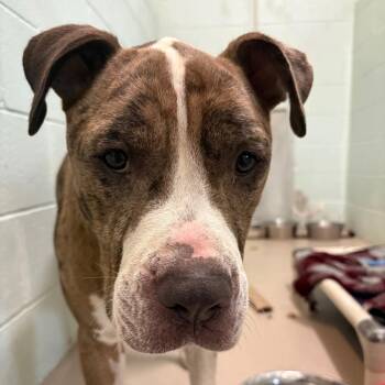 Dax -  Mixed Breed Dog for Adoption in Newark, New Jersey - Dax | PetCurious