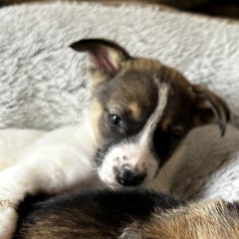 Mixed Breed Dogs Available for Adoption - Asiago | PetCurious