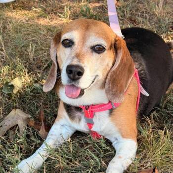 2170 Pup -  Beagle Dog for Adoption in Springfield, Missouri - 2170 Pup | PetCurious