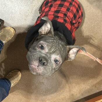 English Bulldog Dogs Available for Adoption in Lynchburg, Virginia - Mack | PetCurious