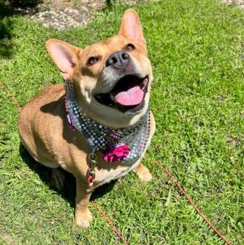 Ethel* -  Terrier Dog for Adoption in Brooklyn Center, Minnesota - Ethel* | PetCurious