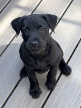 Shar Pei and Labrador Retriever Dogs Available for Adoption - Adora | PetCurious