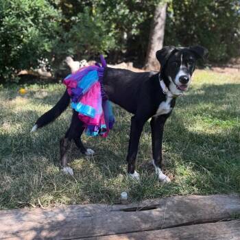 Tori -  Border Collie Dog for Adoption in St. Augustine, Florida - Tori | PetCurious