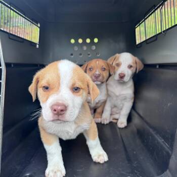 Border Collie and Pit Bull Terrier Dogs Available for Adoption in Tacoma, Washington - Celery | PetCurious