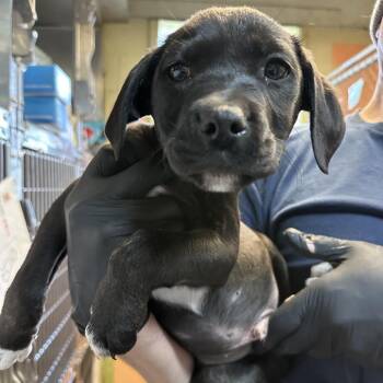 English Bulldog and Terrier Dogs Available for Adoption - Beta Slide | PetCurious