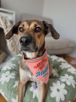 Rescue Beagle and Labrador Retriever Dogs for Adoption in New York, New York - Lissa | PetCurious