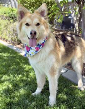 Husky and Shepherd Dogs Available for Adoption in Gardnerville, Nevada - CC | PetCurious
