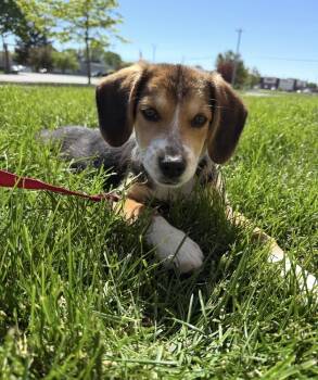 Eloise -  Beagle Dog Available for Adoption in South Bend, Indiana - Eloise | PetCurious