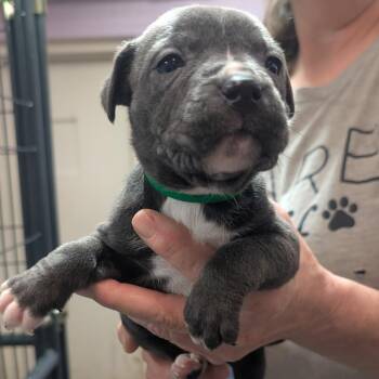 Patsy -  Pit Bull Terrier Dog for Adoption in Jefferson City, Tennessee - Patsy | PetCurious