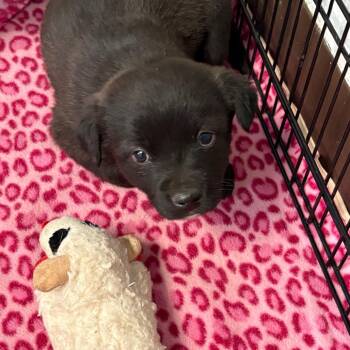 Border Collie and Mixed Breed Dogs Available for Adoption in Flagstaff, Arizona - Ribeye | PetCurious