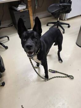 Rescue German Shepherd Dog and Mixed Breed Dogs for Adoption in Aliquippa, Pennsylvania - TORPEDO | PetCurious