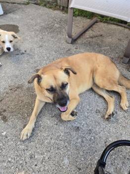 Alice -  Labrador Retriever and German Shepherd Dog Dog for Adoption in Plymouth, Michigan - Alice | PetCurious