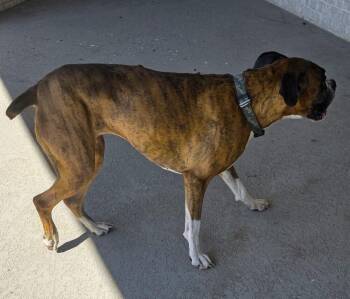 Brandi III -  Boxer Dog for Adoption in Hewitt, Texas - Brandi III | PetCurious