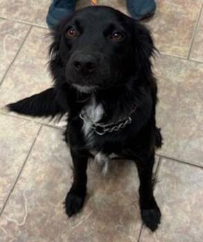 Flat Coated Retriever and Border Collie Dogs Available for Adoption in Littleton, Colorado - Violet | PetCurious