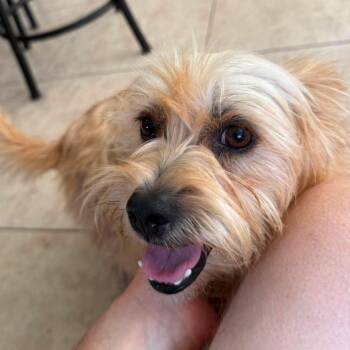 Smiley -  Yorkshire Terrier and Terrier Dog for Adoption in Warren, Rhode Island - Smiley | PetCurious