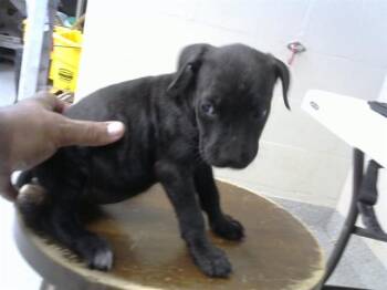 MARLI -  Pit Bull Terrier and Labrador Retriever Dog for Adoption in Pasadena, Texas - MARLI | PetCurious