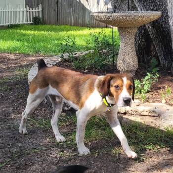 Buster -  Beagle and Mixed Breed Dog for Adoption in Austin, Texas - Buster | PetCurious