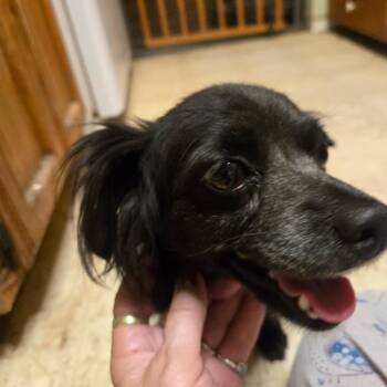 Keira -  Spaniel and Chinese Crested Dog Dog for Adoption in Seal Beach, California - Keira | PetCurious