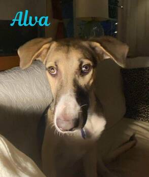 Rescue Greyhound and Hound Dogs for Adoption in Madisonville, Louisiana - ALVA | PetCurious